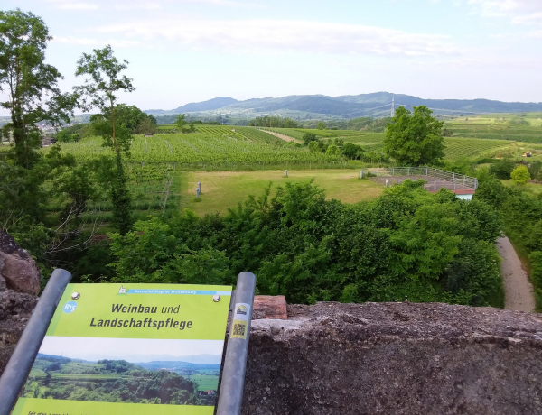 Strom und Wein: Unsere Kursteilnehmenden erhalten Badenova Projektförderung